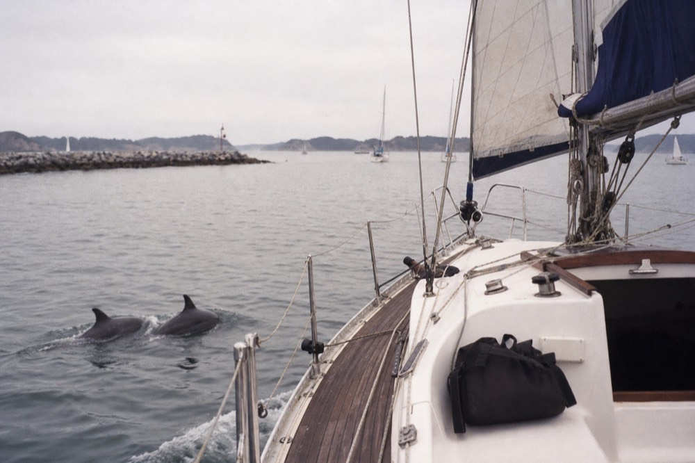 A sailing yacht under way on calm harbor water with dolphins visible near the bow wake, no text, no logos, no people