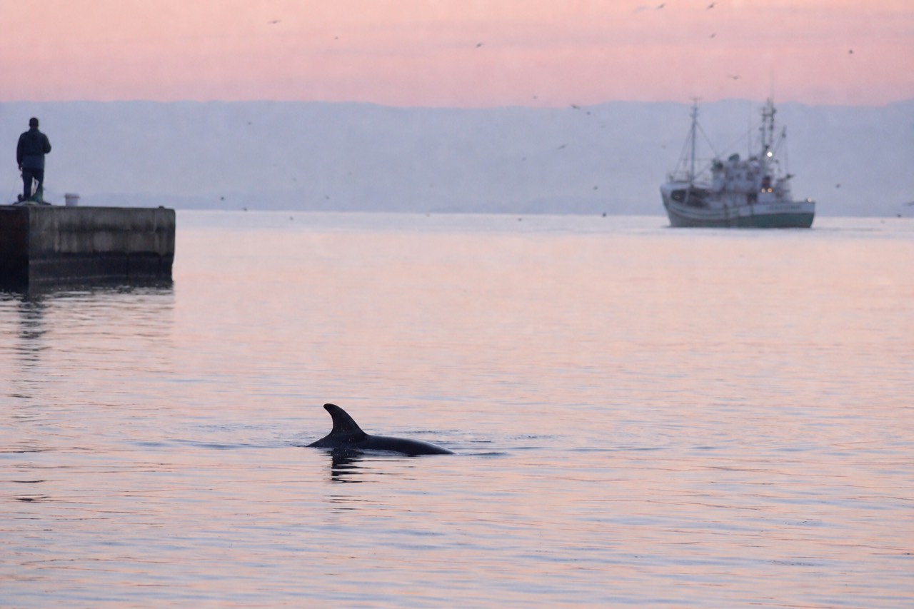 A bottlenose dolphin surfacing in calm coastal water near Charleston, no text, no logos, no people