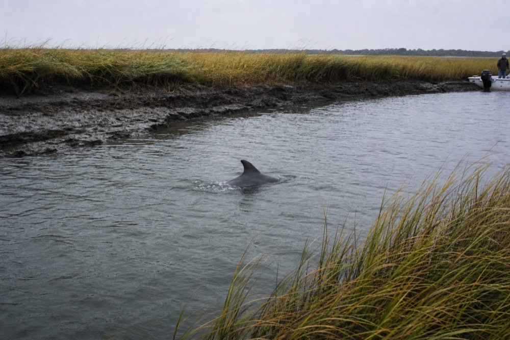 A wild bottlenose dolphin surfacing beside a marsh creek in South Carolina, no text, no logos, no people
