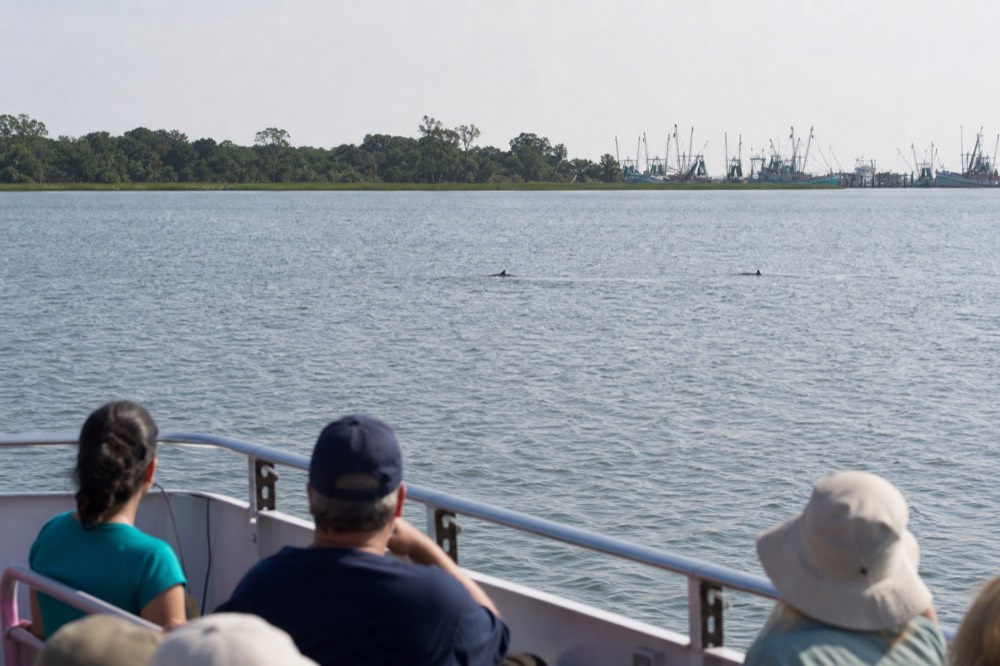 A tour boat holding distance from dolphins in a wide tidal creek, no text, no logos, no people