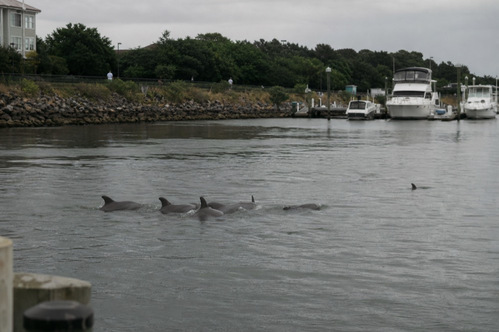 Dolphin pod swimming together through calm harbor water, no text, no logos, no people