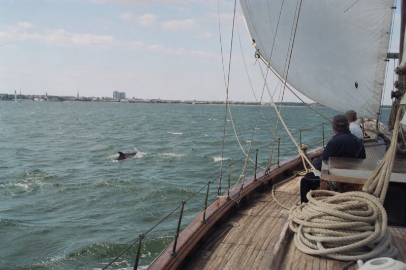 Wooden schooner heeling across Charleston Harbor with a dolphin fin breaking the chop off the bow